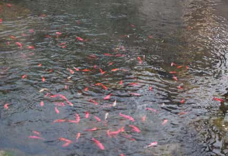 e6f359a6016309aace2d63a2185e8b1