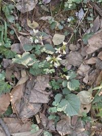 淮水滋养,药韵千年——解锁淮河流域道地药材的密码