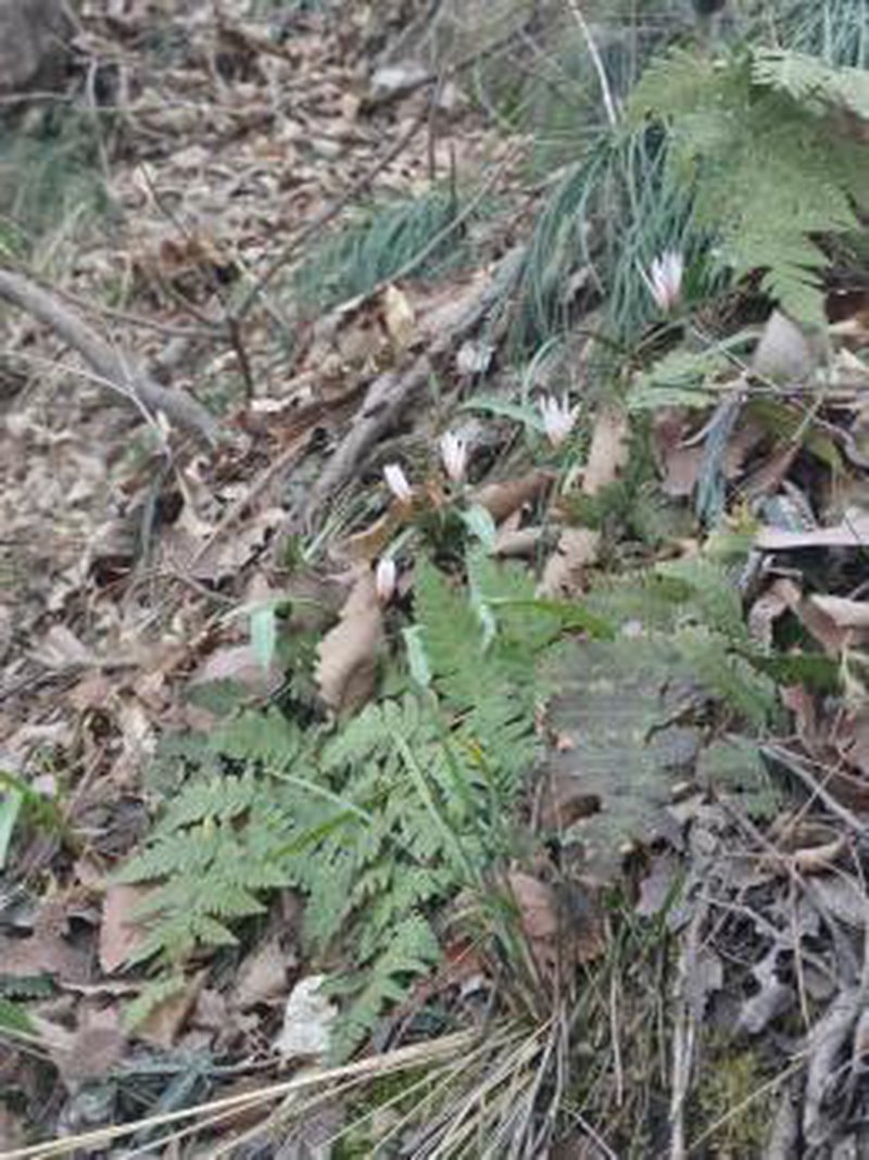 cd8c4251b326b85d16513ba8bb7401a6