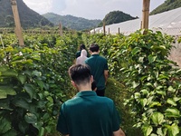 语润壮乡，智兴城关：广东生态工程职业学院学子赴德保助农实践，青春力量赋能乡村产业振兴